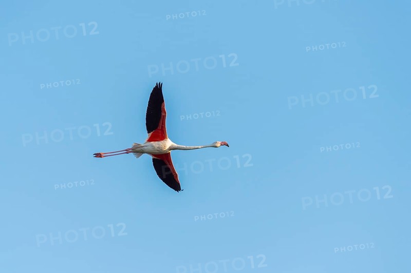 Greater Flamingo (Phoenicopterus roseus) flying in the sky, Parc Naturel Regional de Camargue, France