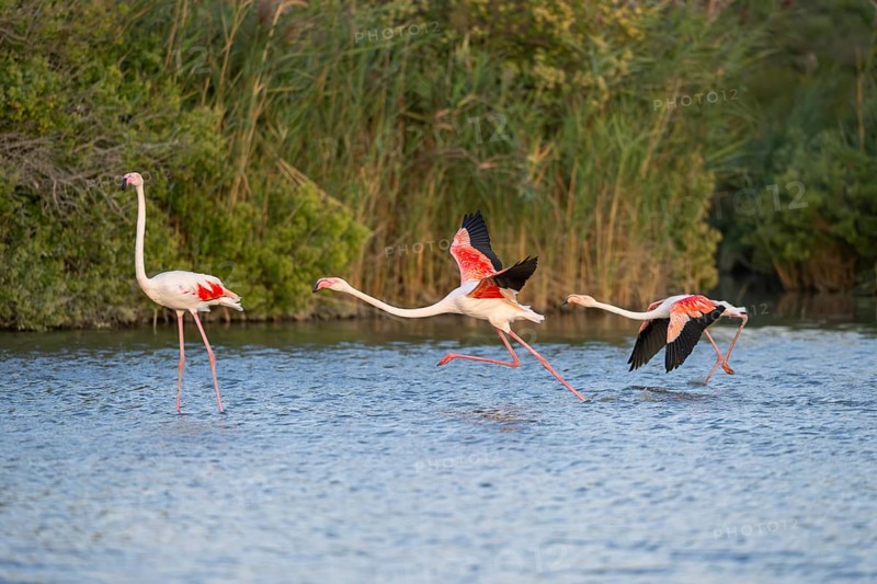 Greater Flamingo (Phoenicopterus roseus) starts flying from the water at sunset, Parc Naturel Regional de Camargue, France
