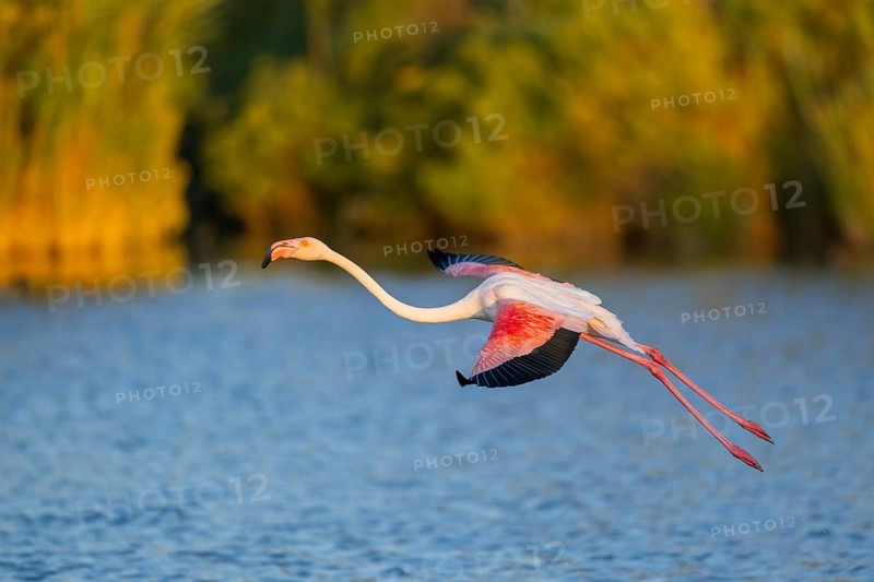 Greater Flamingo (Phoenicopterus roseus) landing in the water at sunset, Parc Naturel Regional de Camargue, France