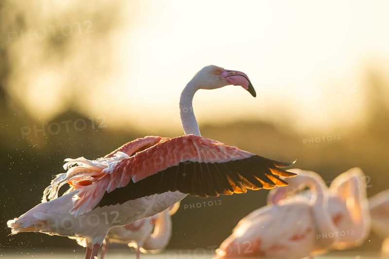 Greater Flamingo (Phoenicopterus roseus) shaking its wings at sunset, Parc Naturel Regional de Camargue, France