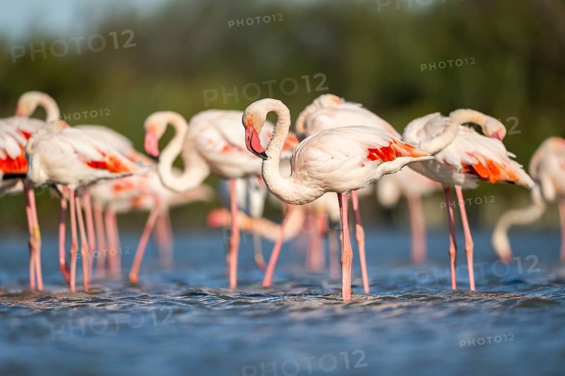 Greater Flamingos (Phoenicopterus roseus) walking in the water, Parc Naturel Regional de Camargue, France