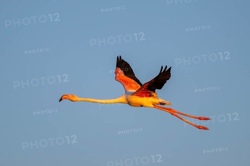 Greater Flamingo (Phoenicopterus roseus) flying in the sky at sunset, Parc Naturel Regional de Camargue, France
