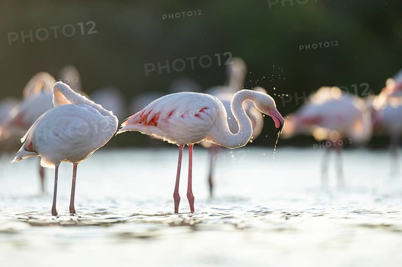 Greater Flamingo (Phoenicopterus roseus) standing in the water cleaning its feathers at sunset, Parc Naturel Regional de Camargue, France