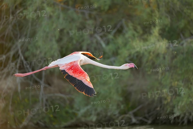 Greater Flamingo (Phoenicopterus roseus) starts flying from the water at sunset, Parc Naturel Regional de Camargue, France