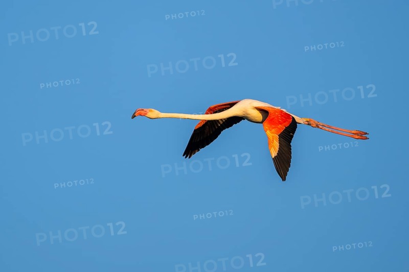 Greater Flamingo (Phoenicopterus roseus) flying in the sky at sunset, Parc Naturel Regional de Camargue, France