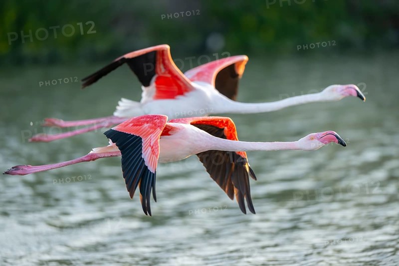 Greater Flamingo (Phoenicopterus roseus) starts flying from the water at sunset, Parc Naturel Regional de Camargue, France