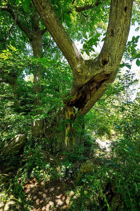 Historic chestnut, chestnut tree, Castanyer de St.Nicolau, natural monument, (Castanea), Sant Miquel de Campmajor, Cataluna, Catalonia, Spain, Europe, aerial view, birds-eyes view, aerial photography, aerial photography, overview, bird's eye view