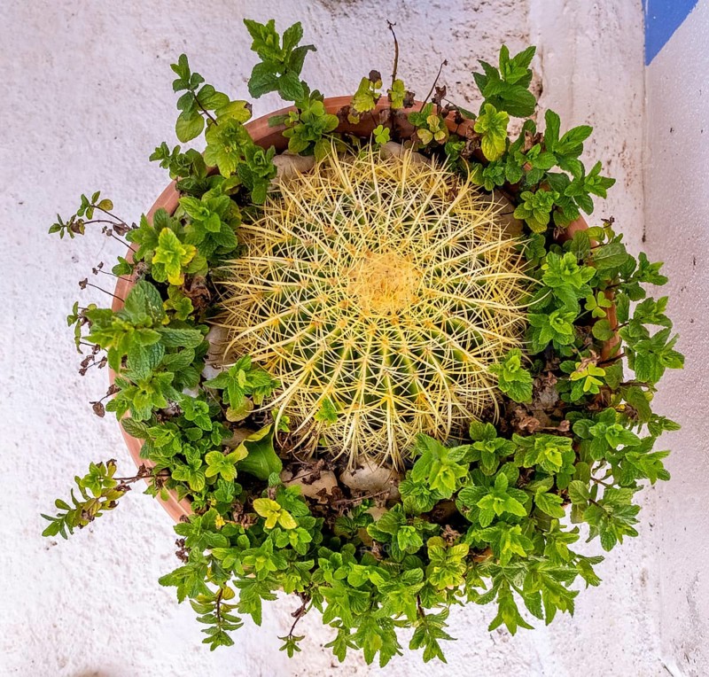 Sardinia, flower arrangement with a cactus and green leaves, Tinnura, Europe, Oristano province, Italy, arrangement, flower arrangement, leaves, botany, design, detail, freshness, colouring, garden, interior, cactus, composition, art, nature, plants, beauty, sightseeing, location, still life, succulents, texture, tourism, home decor, decoration, floral, green leaves, Mediterranean, aesthetics