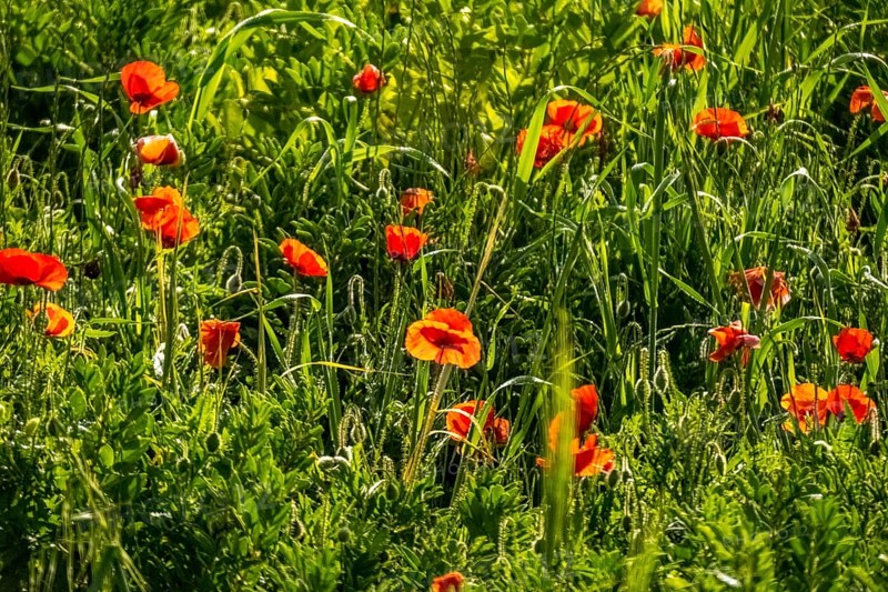 Sardinia, meadow with poppies, Tharros, Europe, Province of Oristano, Italy, flowers, relaxation, recreation, field, holidays, flora, spring, sky, idyllic, landmark, landscape, agriculture, poppies, nature, outdoor, panorama, plants, travel, beauty, sightseeing, summer, scenery, day, tourism, environment, meadow, blooming, botanical, peaceful, grassy, historical, picturesque, mediterranean, red, rural, untouched, vegetation