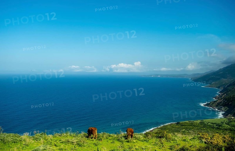 Sardinia, Mountainous coastal landscape by the sea, grazing cows and blue sky with clouds, Bosa, Europe, Province of Oristano, Italy, agriculture, view, mountainous coastal landscape, relaxation, green, horizon, hill, idyll, coast, landscape, sea, Mediterranean, nature, panorama, travel, sightseeing, summer, daylight, wildlife, tourism, holiday, pasture, clouds, blue sky, peaceful, grazing cows, rural, picturesque, Mediterranean, sustainable, untouched, vegetation