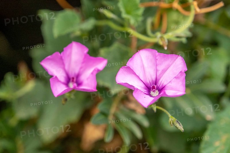 Sardinia, Convolvulus althaeoides, bindweed family, Villanova Monteleone, Europe, Province of Sassari, Italy, biodiversity, biology, leaves, flower, botany, Convolvulus althaeoides, Convolvulus althaeoides, field, flora, spring, horticulture, green, landscape, habitat, nature, plant, beauty, sightseeing, summer, tourism, environment, environment, growth, wildflower, bindweed, botanical, rural, Mediterranean, natural, vegetation, ecology