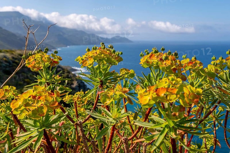 Sardinia, spurge (Euphorbia) bushes on the coastal road by the sea, blue sky with clouds, Villanova Monteleone, Europe, Province of Sassari, Italy, view, botany, Euphorbia, flora, sky, coast, coastal road, landscape, sea, nature, outdoor, ocean, plants, plant group, postcard, travel, scenic, sightseeing, summer, road, bushes, daylight, tourism, environment, holiday, spurge, clouds, blue sky, peaceful, geographical, Mediterranean, vegetation