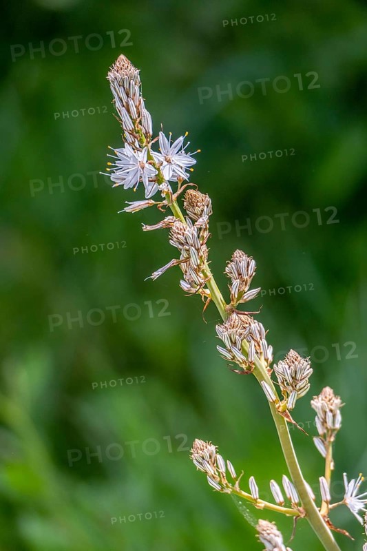 Sardinia, White asphodel (Asphodelus albus), grass tree plant flower, Villanova Monteleone, Europe, Province of Sassari, Italy, Asphodelus albus, biotope, flower, flower meadow, blossoms, botany, detail, field, flora, photography, spring, garden, grass tree plant, green, herb, landscape, close-up, nature, plant, season, sightseeing, tourism, environment, White asphodel, meadow, wild, ornamental, agricultural, botanical, native, rural, Mediterranean, natural, vegetation, ecology