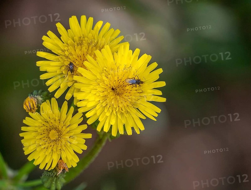 Sardinia, Urospermum dalechampii with beetle, Order of Asteraceae, Villanova Monteleone, Europe, Province of Sassari, Italy, Asteraceae, pollination, biodiversity, flower, blossom, flower head, botany, close-up, fauna, flora, spring, garden, green, insect, beetle, landscape, living creature, macro, nature, outdoor, plant, beauty, sightseeing, summer, daylight, tourism, environment, Urospermum dalechampii, Urospermum dalechampii, meadow, wildflower, organic, yellow, rural, Mediterranean, natural habitat, vegetation, ecological