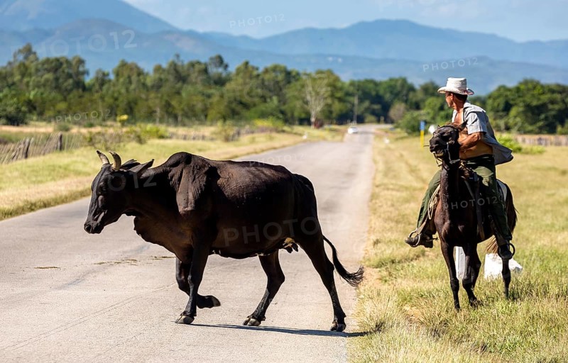 Mounted cowboy with cattle, Palmarejo, Cuba, Sancti Spíritus, Sancti Spíritus