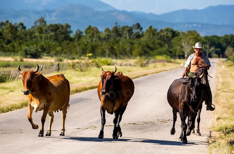 Mounted cowboy with cattle, Palmarejo, Cuba, Sancti Spíritus, Sancti Spíritus