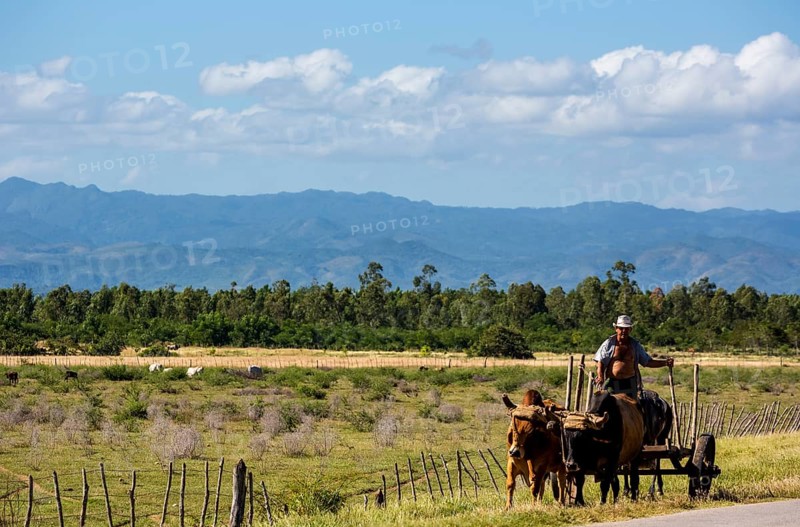 Mounted cowboy with cattle, Palmarejo, Cuba, Sancti Spíritus, Sancti Spíritus