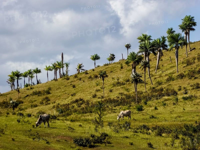 Cattle pasture between Santa Clara and Trinidad Ingenios Valley, Valle de los Ingenios, country road with central reservation, Valle Ingenios, Cuba, Central America