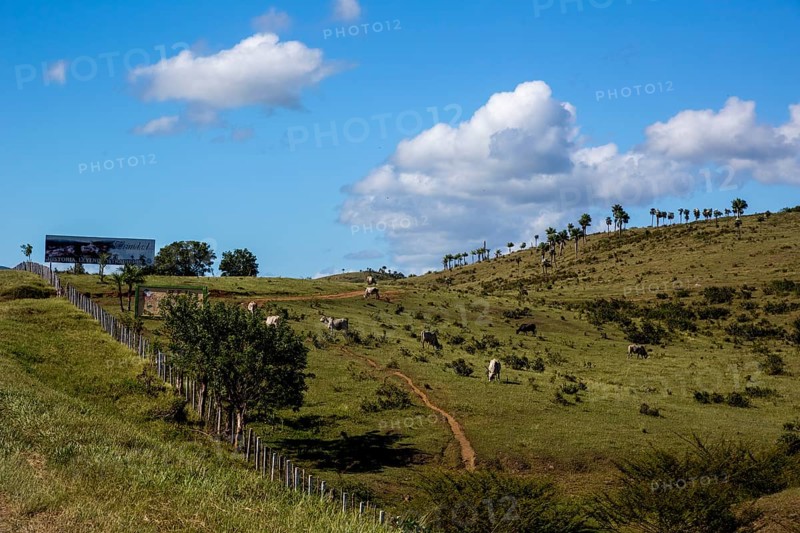 Cattle pasture between Santa Clara and Trinidad Ingenios Valley, Valle de los Ingenios, country road with central reservation, Valle Ingenios, Cuba, Central America