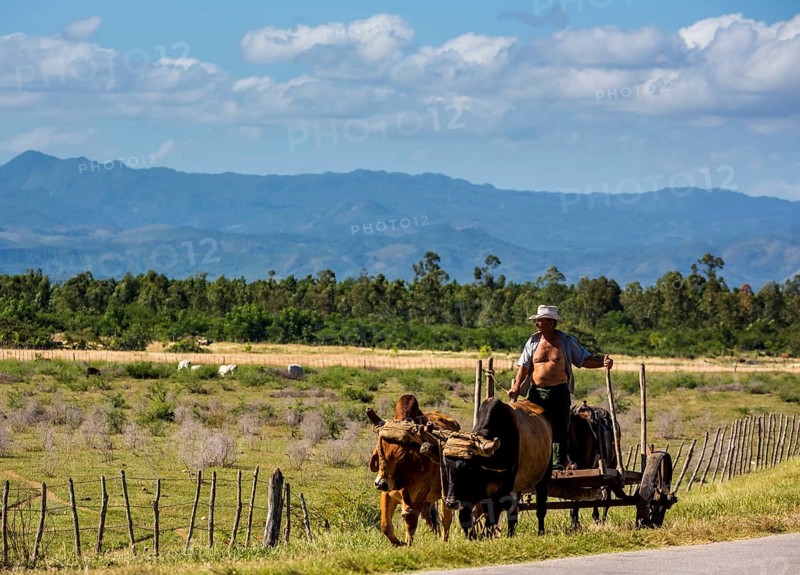 Mounted cowboy with cattle, Palmarejo, Cuba, Sancti Spíritus, Sancti Spíritus