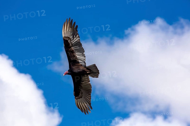 Horned Vulture (Aegypius tracheliotus Syn. Torgos tracheliotus), free-living, Sancti Spíritus, Cuba, Sancti Spíritus