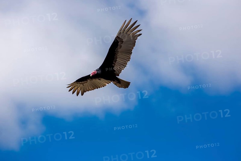 Horned Vulture (Aegypius tracheliotus Syn. Torgos tracheliotus), free-living, Sancti Spíritus, Cuba, Sancti Spíritus