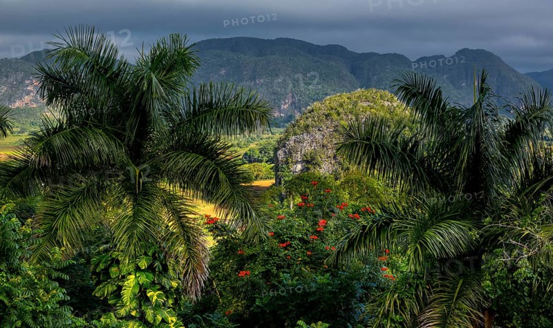Tobacco fields and the mountains of the Mogotes, Viñales valley with karst mountains, Viñales, Pinar del Río province, Cuba, North America, Cuba, Pinar del Río