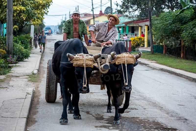 Oxcarts in the streets of Vinales, Cuba, Pinar del Río, Cuba, Central America