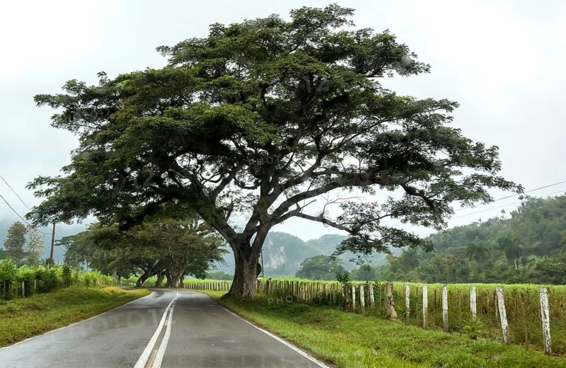 Large trees and a country road with a double traffic line, Viñales, Cuba, Pinar del Río