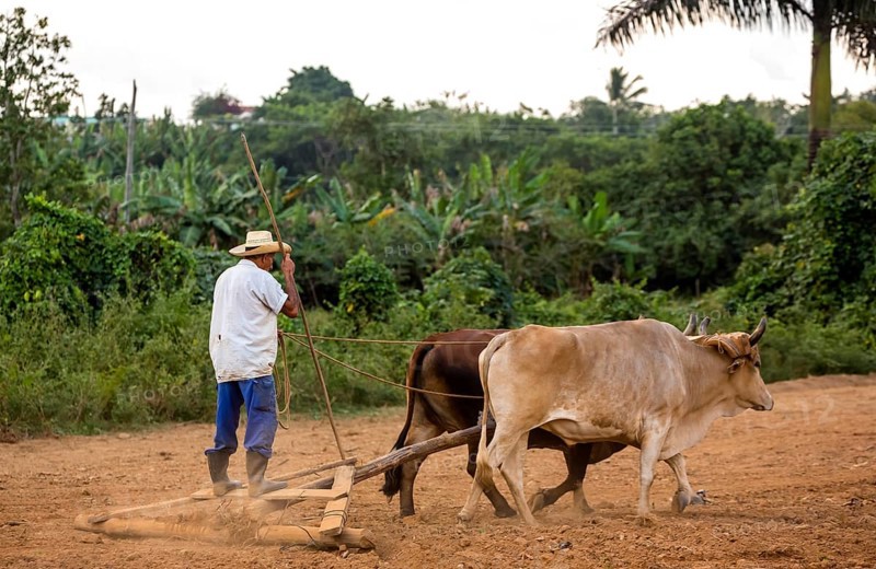 A simple plough being pulled by two oxen, Cuban farmer on a plough pulled by cattle, Viñales, Cuba, Pinar del Río
