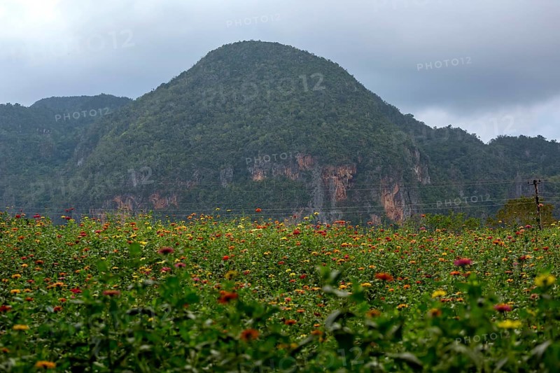 Colourful flower meadow in the Vinales Valley, Viñales, Cuba, Pinar del Río