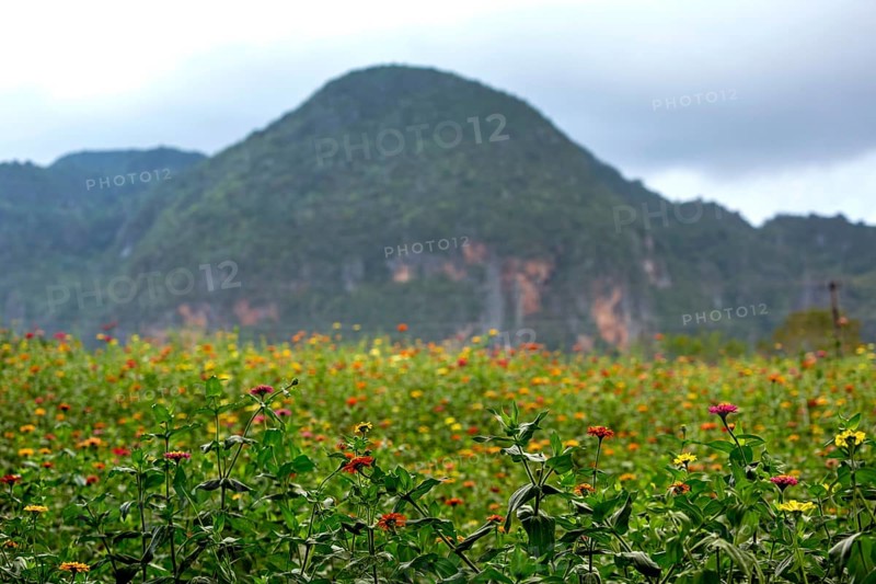 Colourful flower meadow in the Vinales Valley, Viñales, Cuba, Pinar del Río