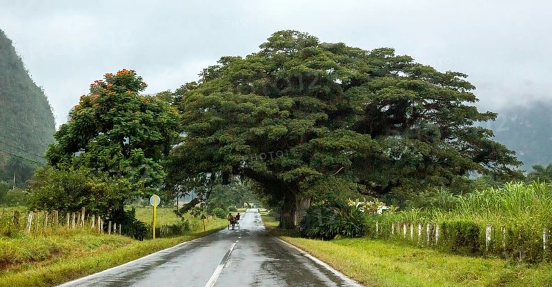 Large trees and a country road with a double traffic line, Viñales, Cuba, Pinar del Río