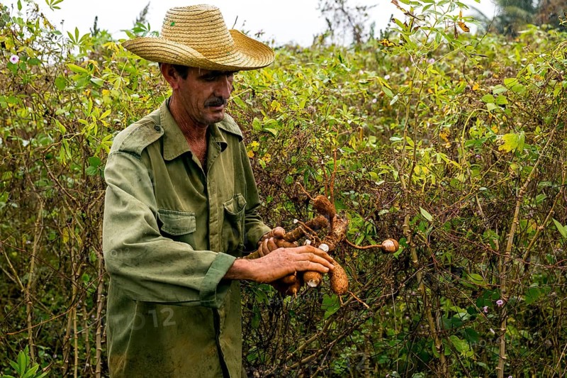 A Cuban farmer harvests manioc, manioc (Manihot esculenta), Viñales, Cuba, Pinar del Río, Viñales, Pinar del Río