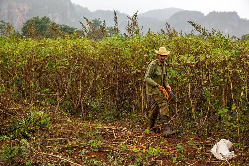 A Cuban farmer harvests manioc, manioc (Manihot esculenta), Viñales, Cuba, Pinar del Río, Viñales, Pinar del Río