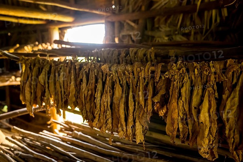 Drying tobacco leaves in a tobacco barn, tobacco farm in the Vinales Valley, Viñales, Cuba, Pinar del Río, Viñales, Pinar del Río