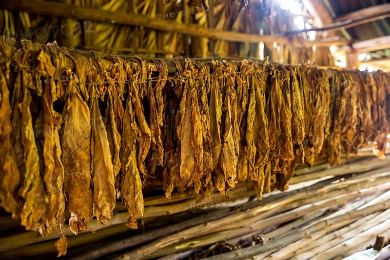 Drying tobacco leaves in a tobacco barn, tobacco farm in the Vinales Valley, Viñales, Cuba, Pinar del Río, Viñales, Pinar del Río