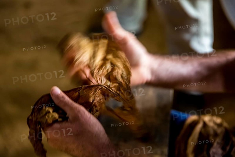 Tobacco farmer, tobacco farmer Luis Manne Alvares Rodrigues cuts and rolls a cigar from a tobacco roll, tobacco farm in the Vinales Valley, Viñales, Cuba, Pinar del Río, Viñales, Pinar del Río