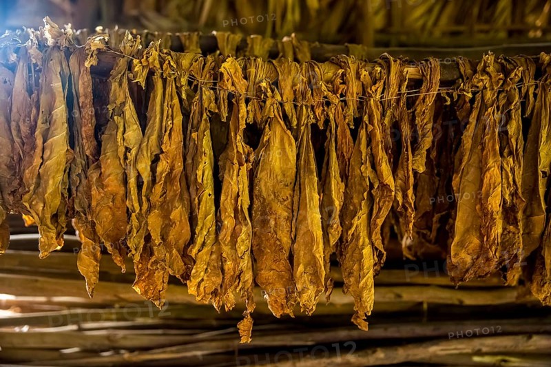 Drying tobacco leaves in a tobacco barn, tobacco farm in the Vinales Valley, Viñales, Cuba, Pinar del Río, Viñales, Pinar del Río