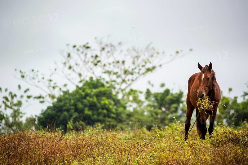Grazing horse in the Vinalestal, Cuba, Pinar del Río, Cuba, Pinar del Río