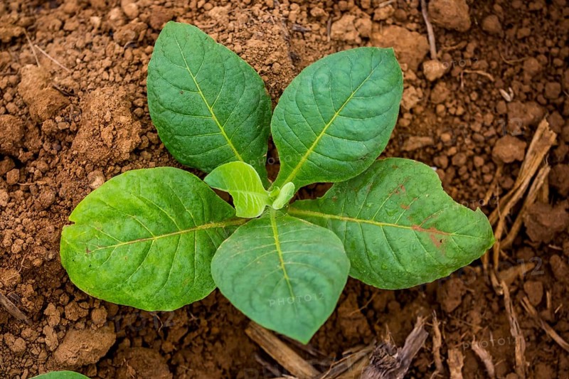 Tobacco (Nicotiana), Tobacco plants, Viñales, Cuba, Pinar del Río, Cuba, Viñales, Pinar del Río