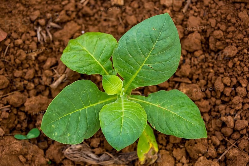 Tobacco (Nicotiana), Tobacco plants, Viñales, Cuba, Pinar del Río, Cuba, Viñales, Pinar del Río