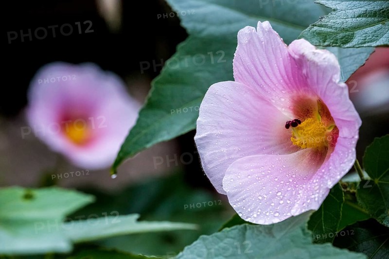Hibiscus (Hibiscus), Cuba, Pinar del Río, Cuba, Central America, Viñales, Pinar del Río
