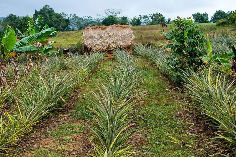 (Ananas comosus), pineapple, pineapple planting rows, Cuba, Pinar del Río, Cuba, Pinar del Río