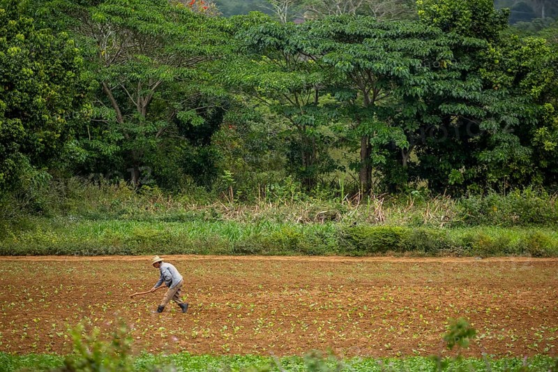 Tobacco (Nicotiana), Baür works his tobacco field in the Vinales Valley, Cuba, Pinar del Río, Cuba, Pinar del Río
