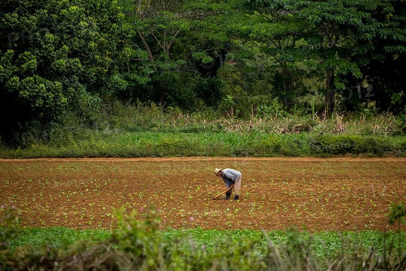 Tobacco (Nicotiana), Baür works his tobacco field in the Vinales Valley, Cuba, Pinar del Río, Cuba, Pinar del Río