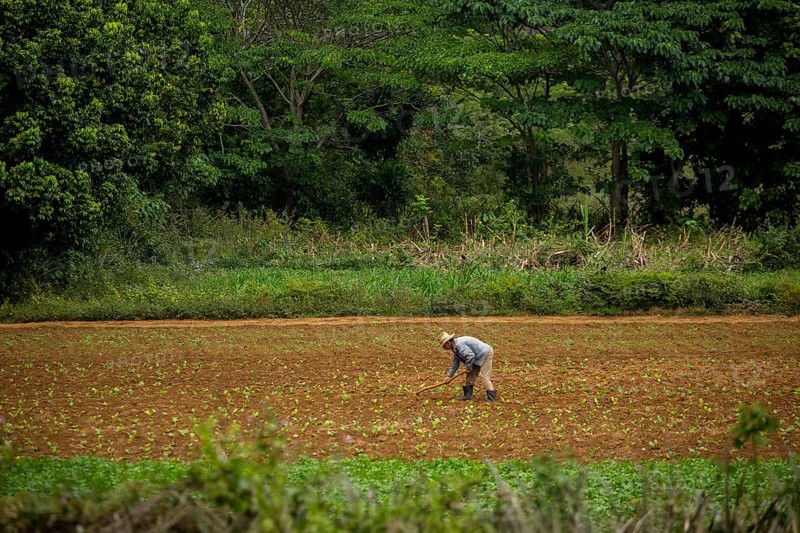 Tobacco (Nicotiana), Baür works his tobacco field in the Vinales Valley, Cuba, Pinar del Río, Cuba, Pinar del Río