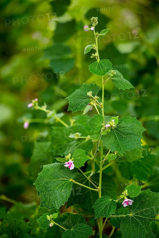 Mallow with flowers (Malva), Cuba, Pinar del Río, Cuba, Pinar del Río