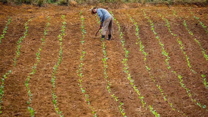 Tobacco (Nicotiana), Baür works his tobacco field in the Vinales Valley, Cuba, Pinar del Río, Cuba, Pinar del Río