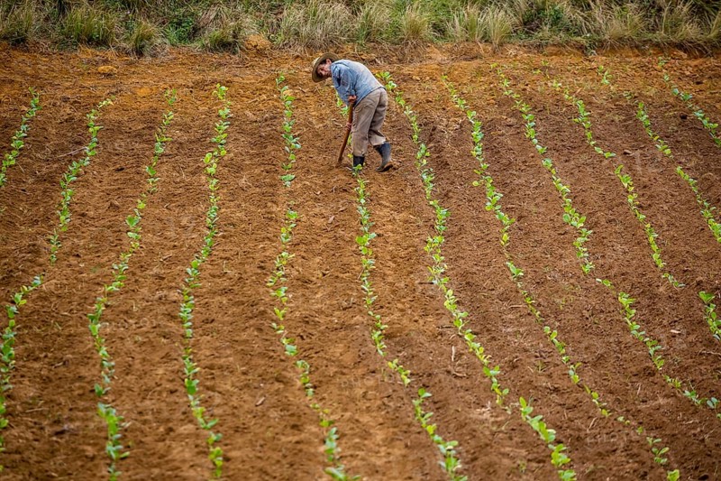 Tobacco (Nicotiana), Baür works his tobacco field in the Vinales Valley, Cuba, Pinar del Río, Cuba, Pinar del Río